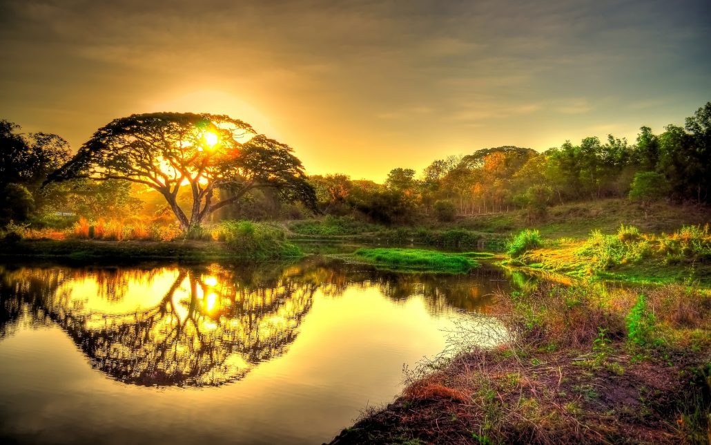 sun-tree