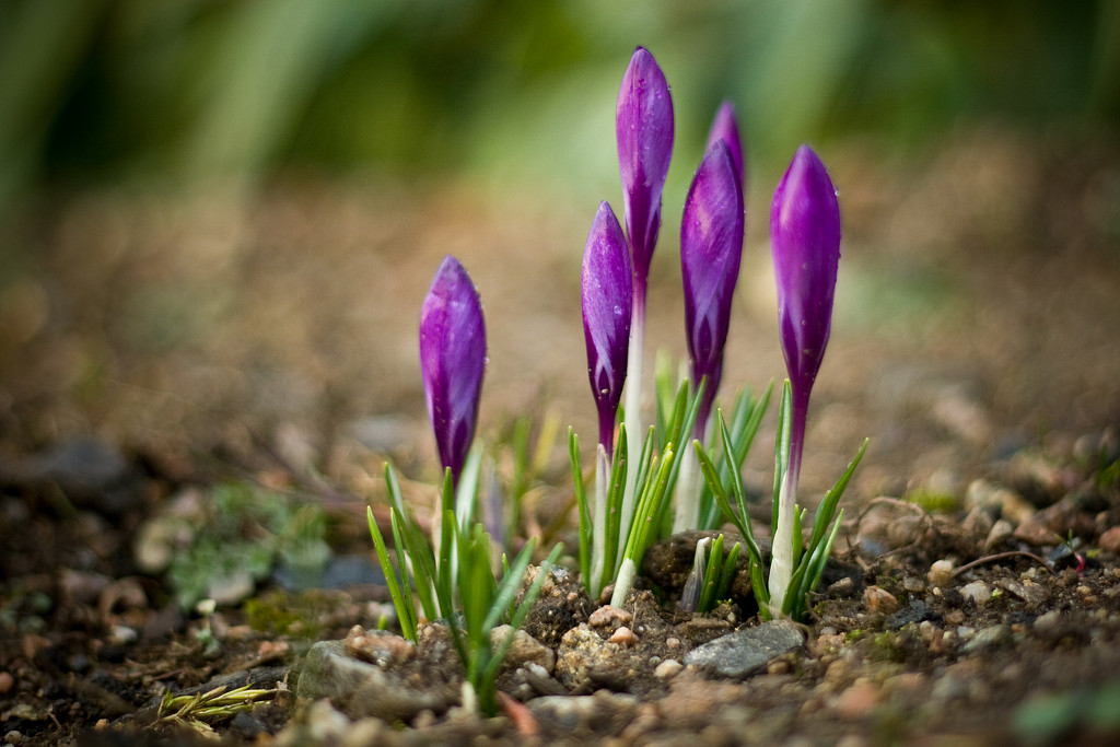 Spring Shoots