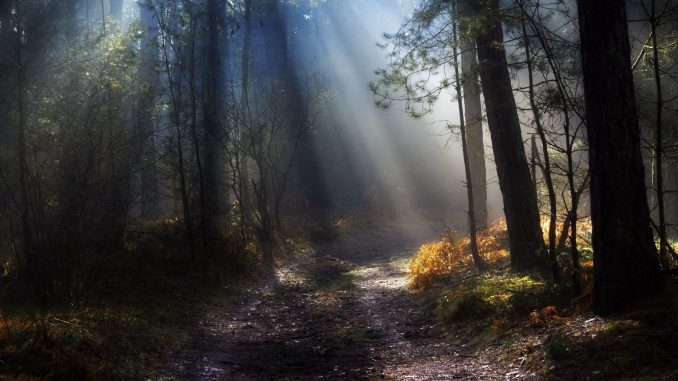 dark wood