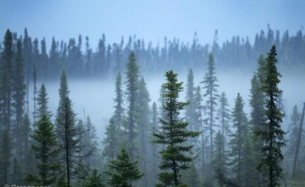 forest