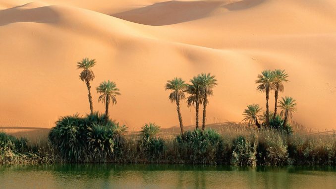 oasis palm tree