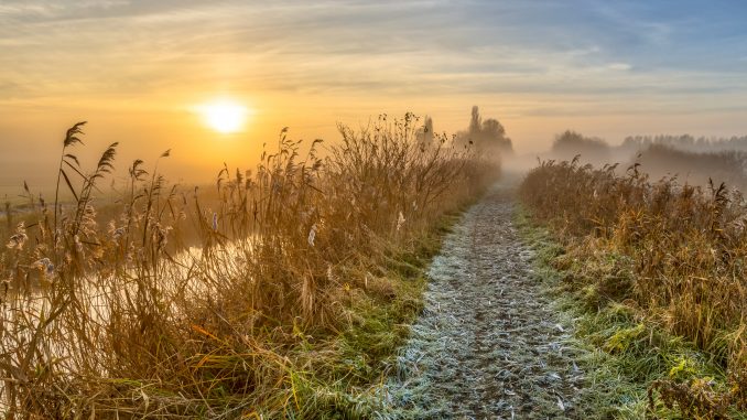 Walking track through reed