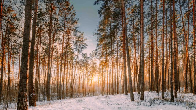 Sunset Winter